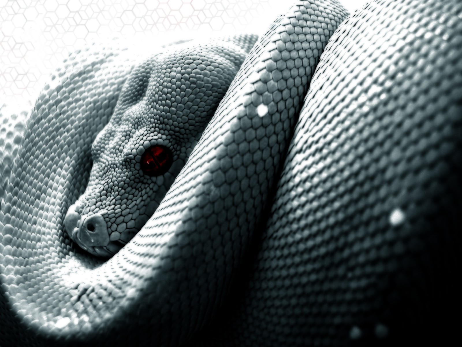 snake scales python reptile Wallpaper
