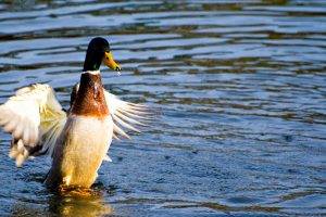 duck water birds