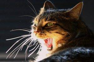 cat yawning feline