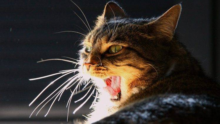 cat yawning feline HD Wallpaper Desktop Background