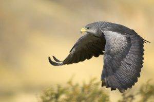 falcons birds flying