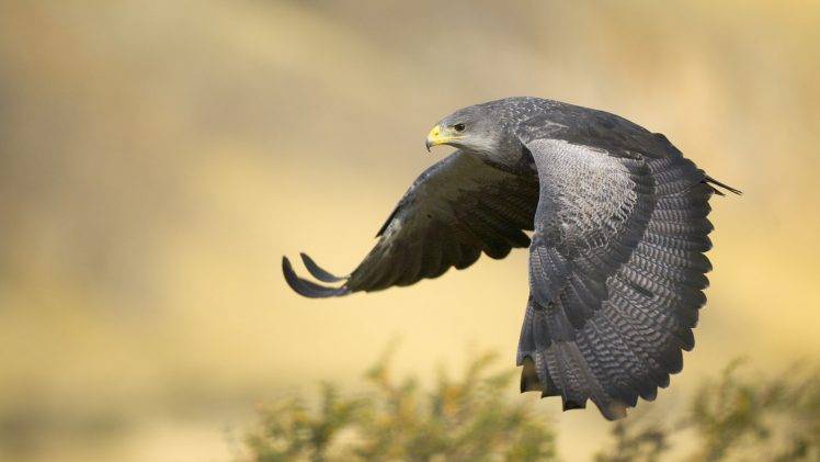 falcons birds flying HD Wallpaper Desktop Background