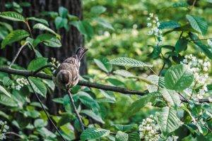 birds sparrows trees photography