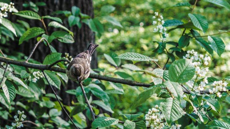 birds sparrows trees photography HD Wallpaper Desktop Background