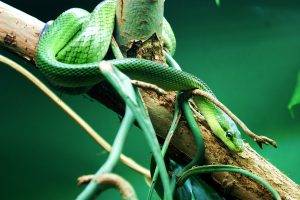 reptile snake branch