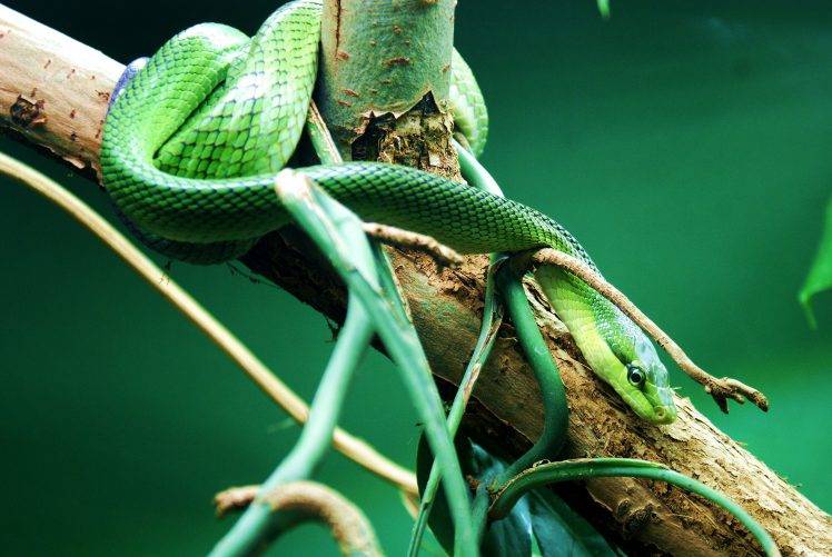 reptile snake branch HD Wallpaper Desktop Background