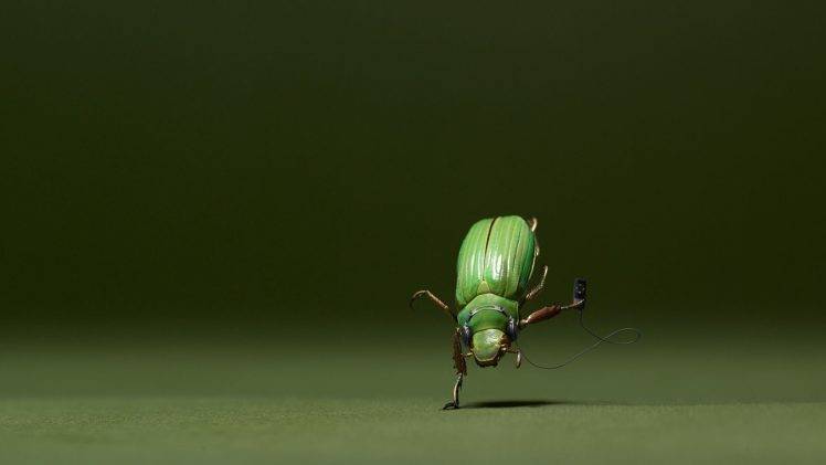 insect macro HD Wallpaper Desktop Background