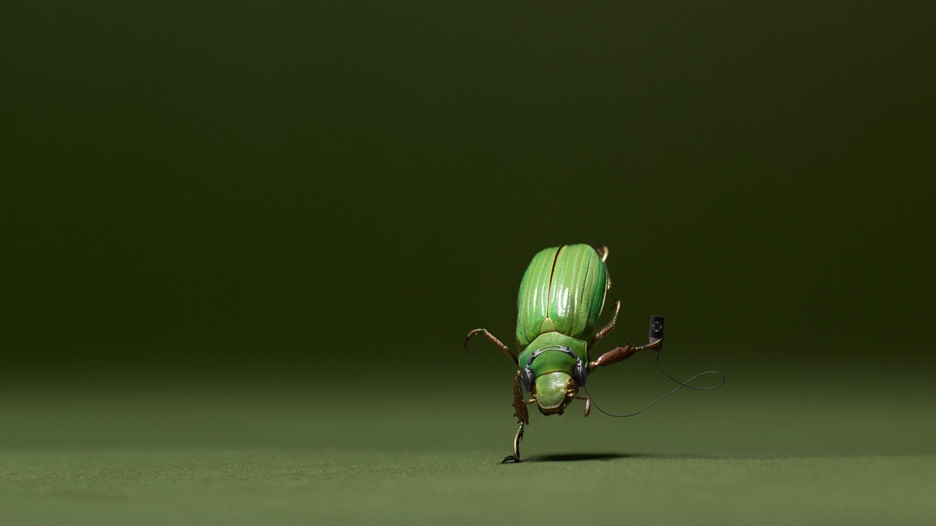 insect macro Wallpaper
