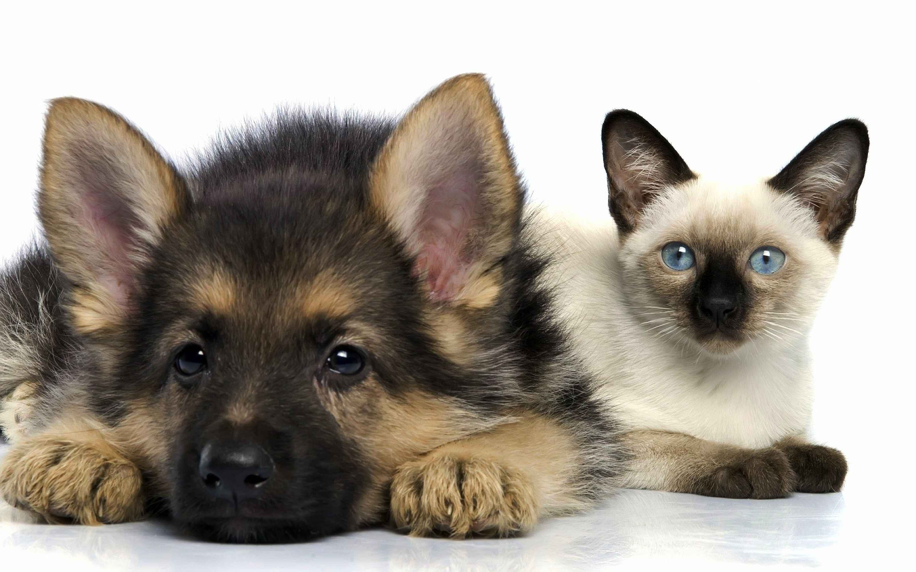  cat  dog  puppies Wallpapers  HD  Desktop and Mobile Backgrounds 