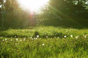 green dandelion sunlight grass