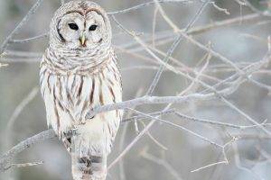 owl birds branch