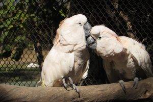 birds parrot birdcage