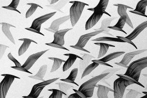 birds monochrome