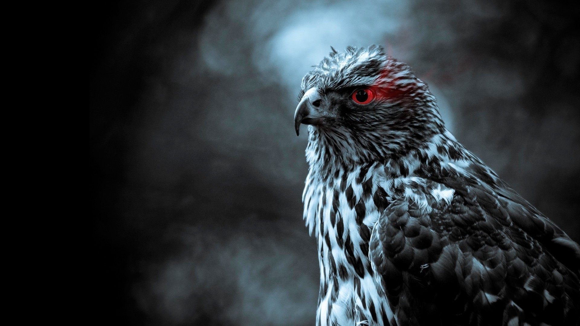 birds smoke red eyes Wallpaper