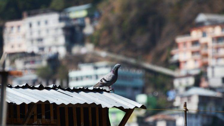 pigeons birds rooftops depth of field HD Wallpaper Desktop Background