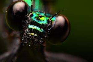 insect macro