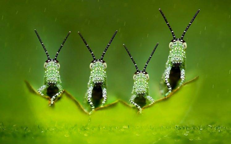four elements green macro photography blurred depth of field insect HD Wallpaper Desktop Background