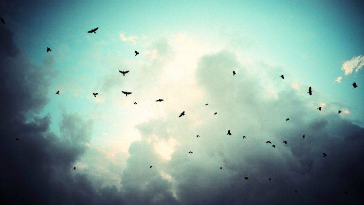 sky birds fly storm HD Wallpaper Desktop Background