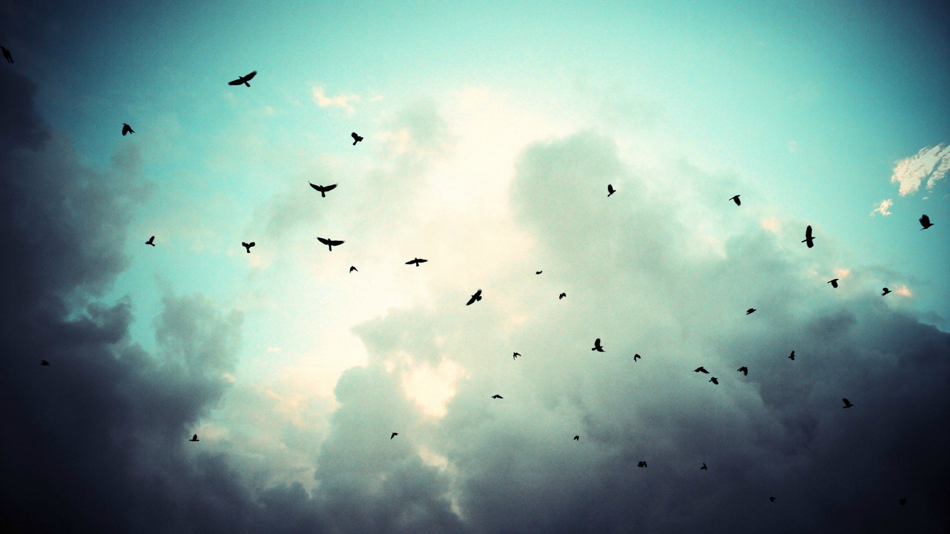 sky birds fly storm Wallpaper
