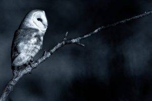 owl monochrome birds branch