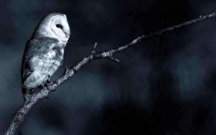 owl monochrome birds branch HD Wallpaper Desktop Background