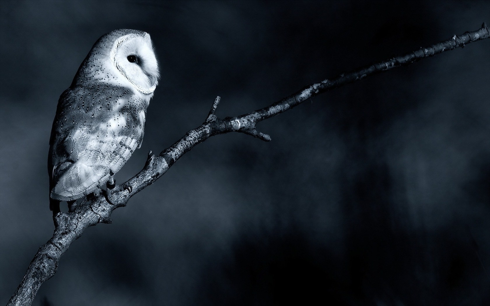 owl monochrome birds branch Wallpaper