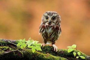 owl birds moss