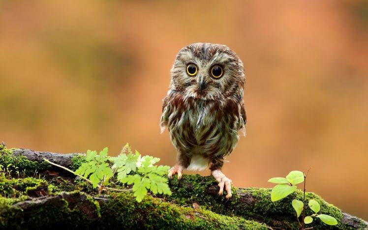owl birds moss HD Wallpaper Desktop Background