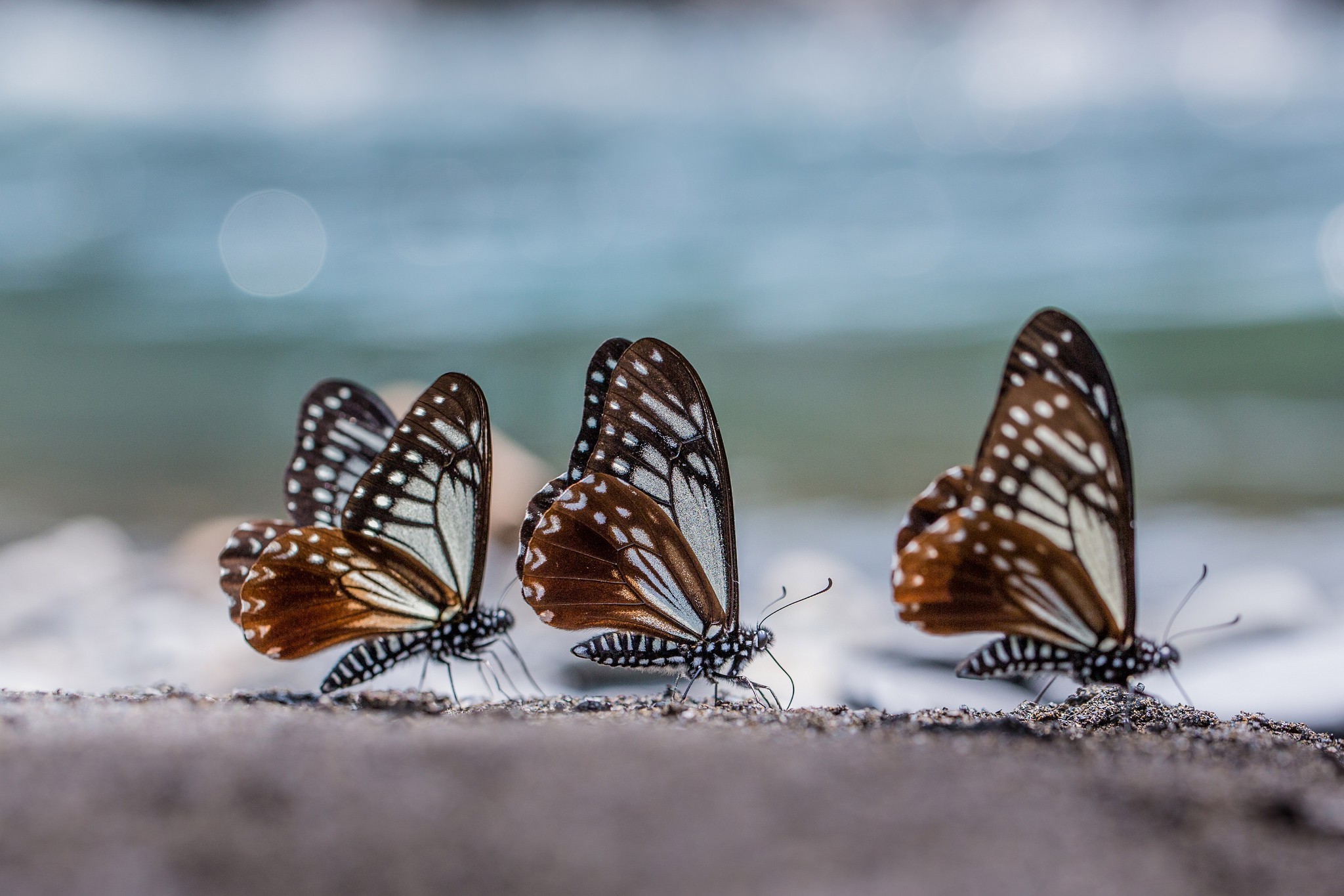 insect butterfly Wallpaper