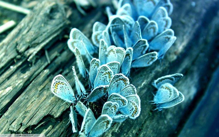 macro butterfly insect wood HD Wallpaper Desktop Background