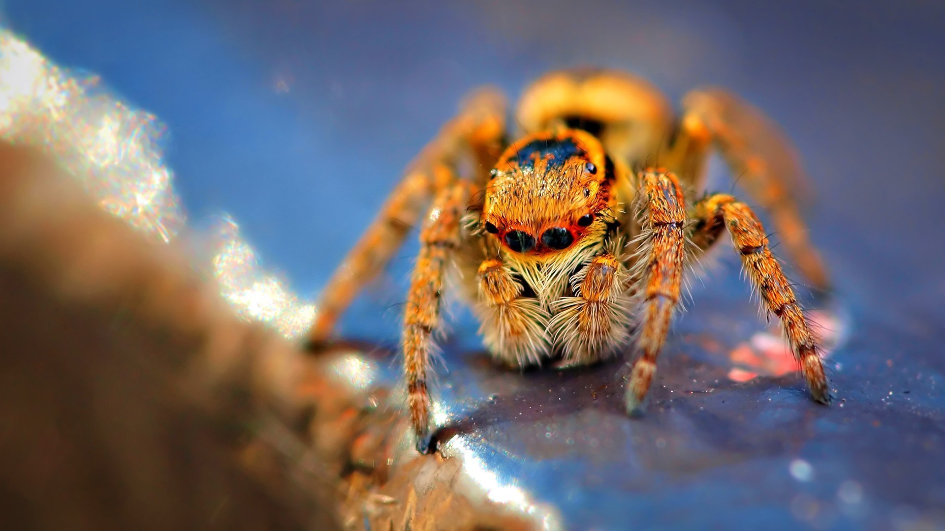 spider insect Wallpaper