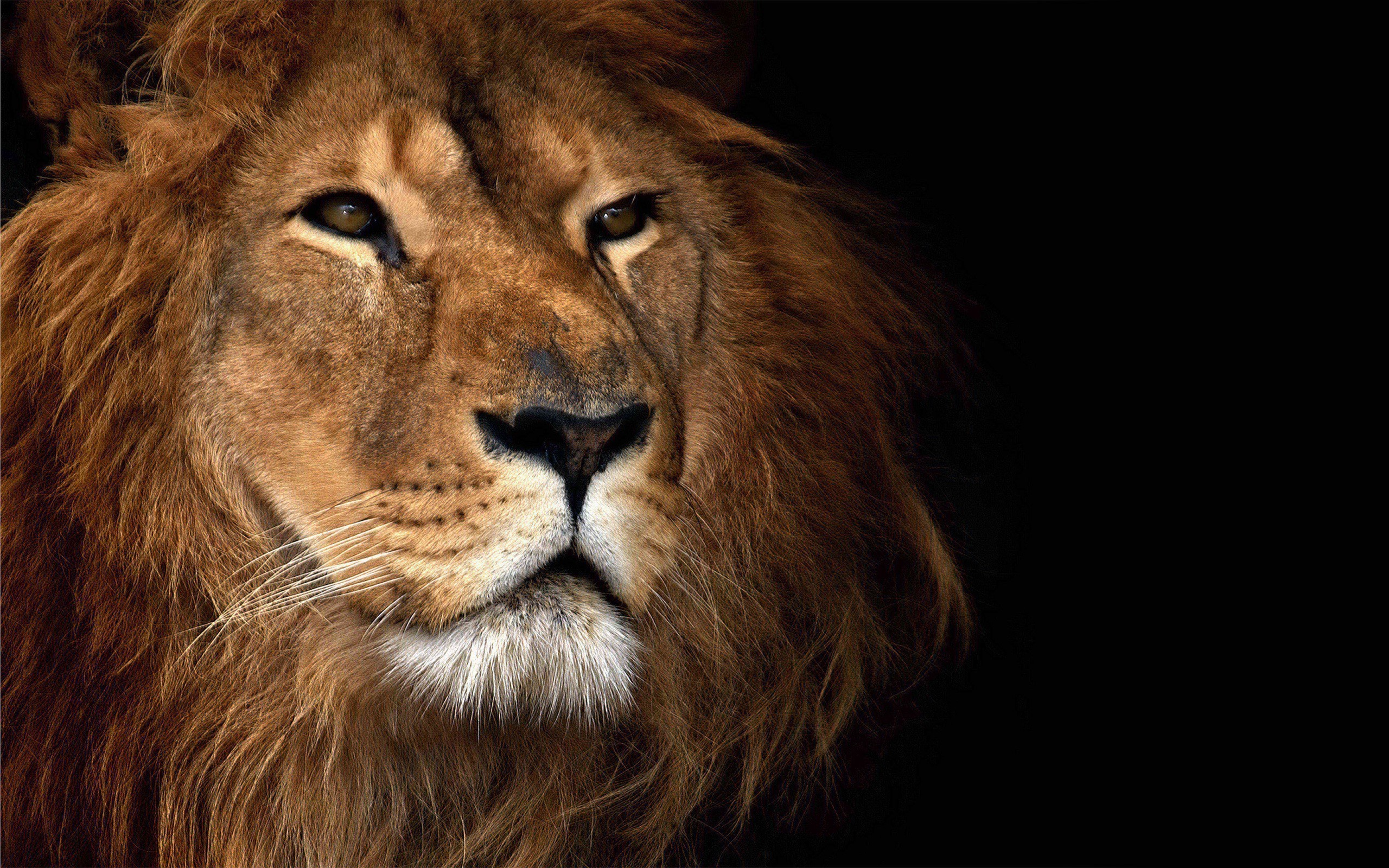 lion Wallpaper