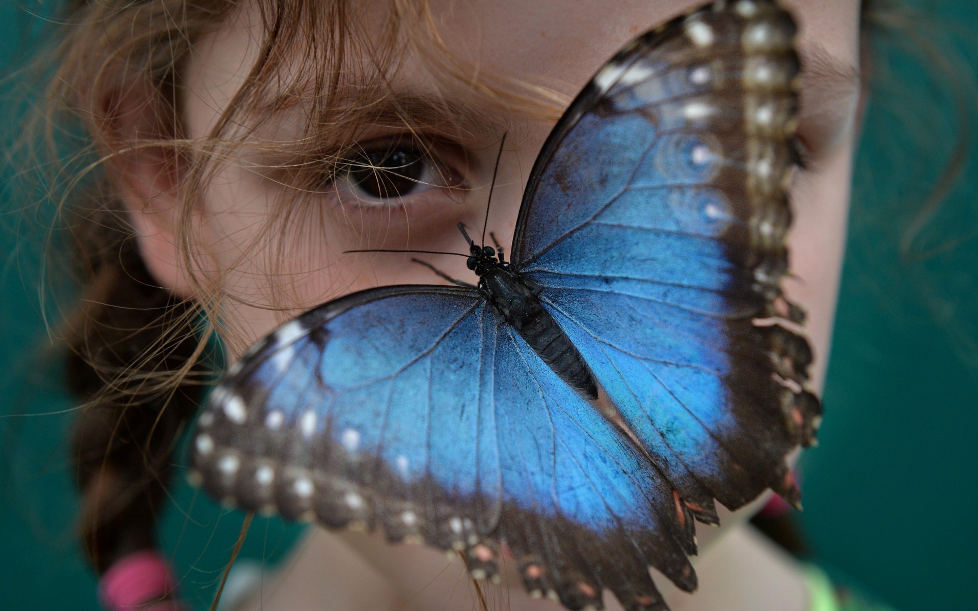butterfly insect wings children closeup Wallpaper