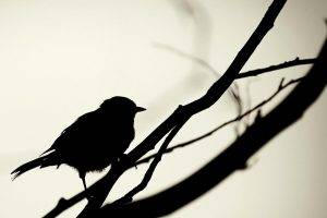silhouette simple birds