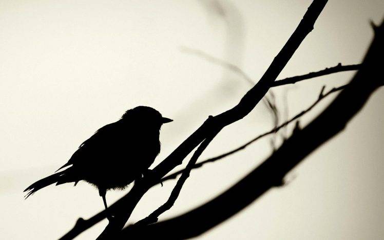 silhouette simple birds HD Wallpaper Desktop Background