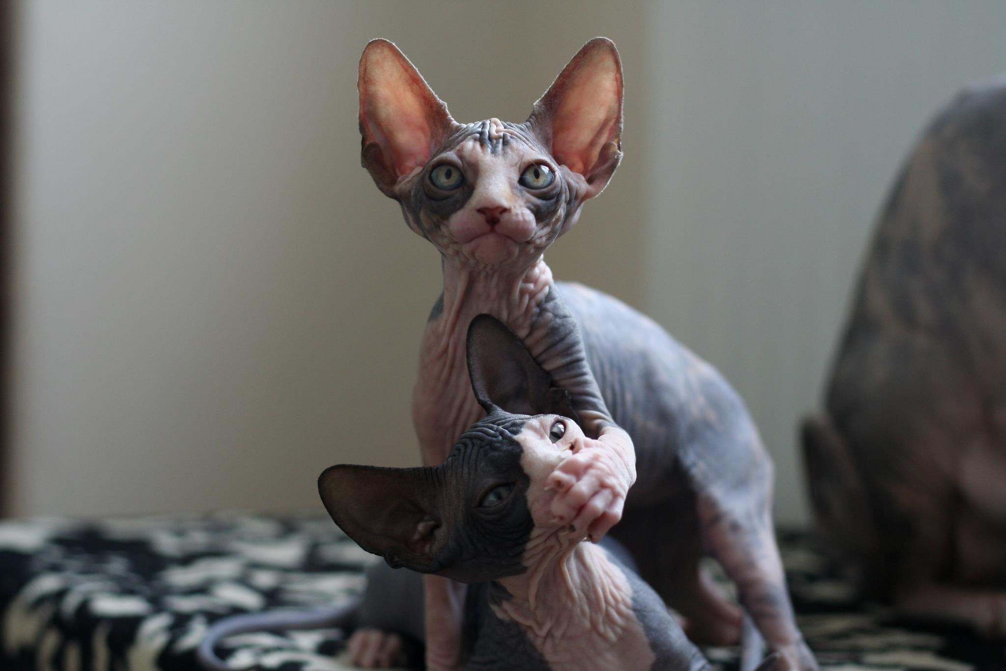 sphynx cat Wallpapers HD / Desktop and Mobile Backgrounds