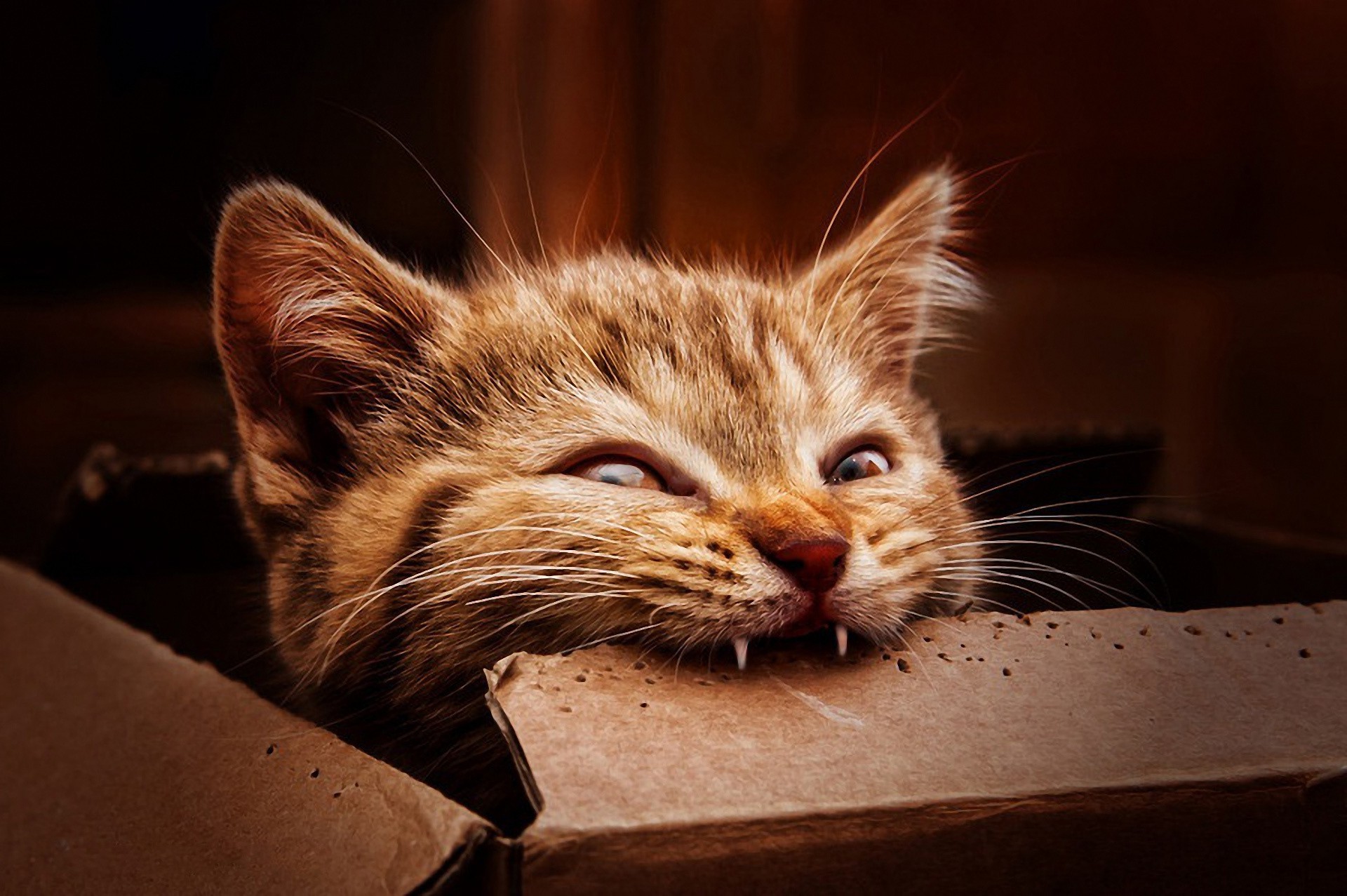 cat boxes eating biting Wallpaper