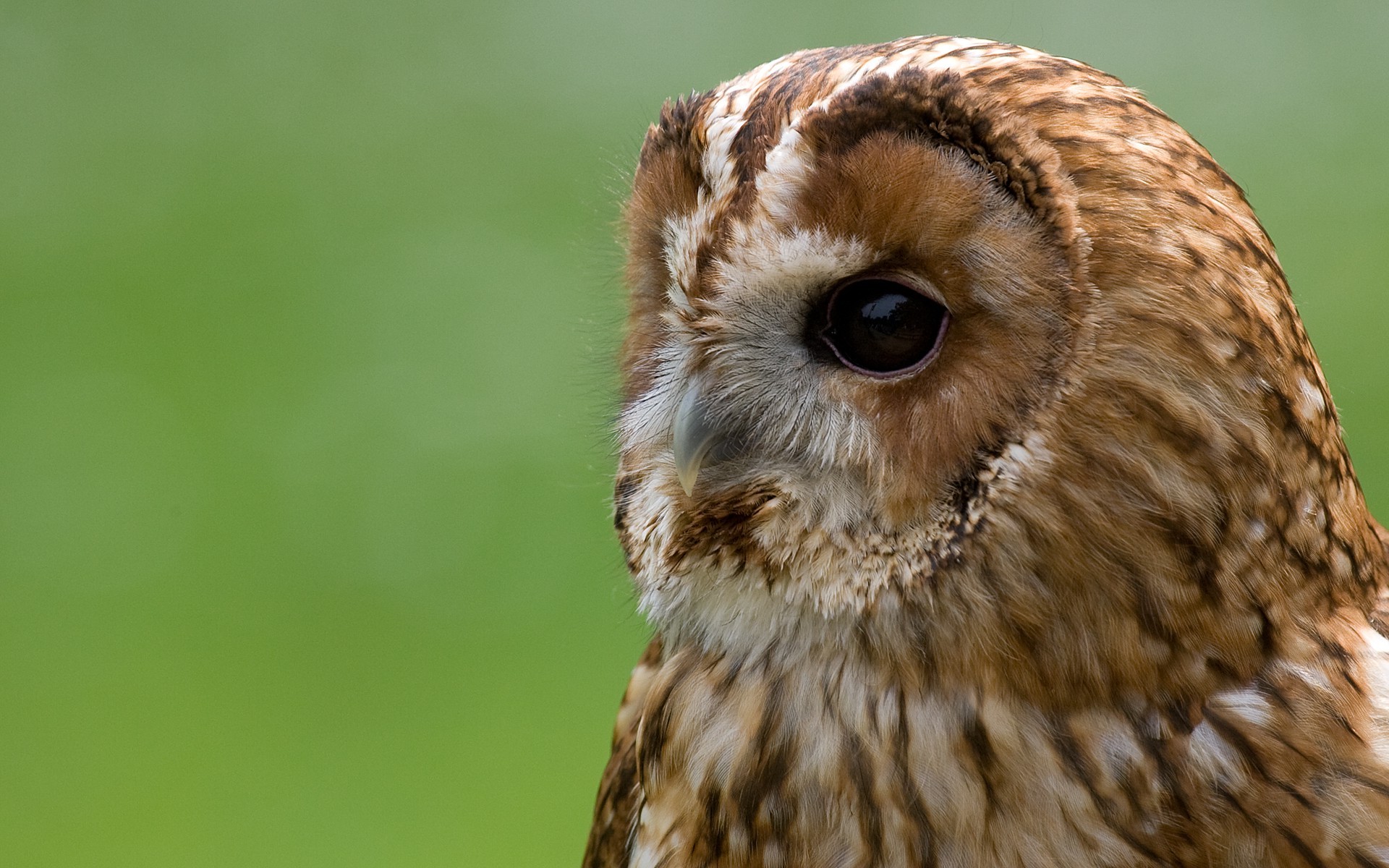 birds owl Wallpaper