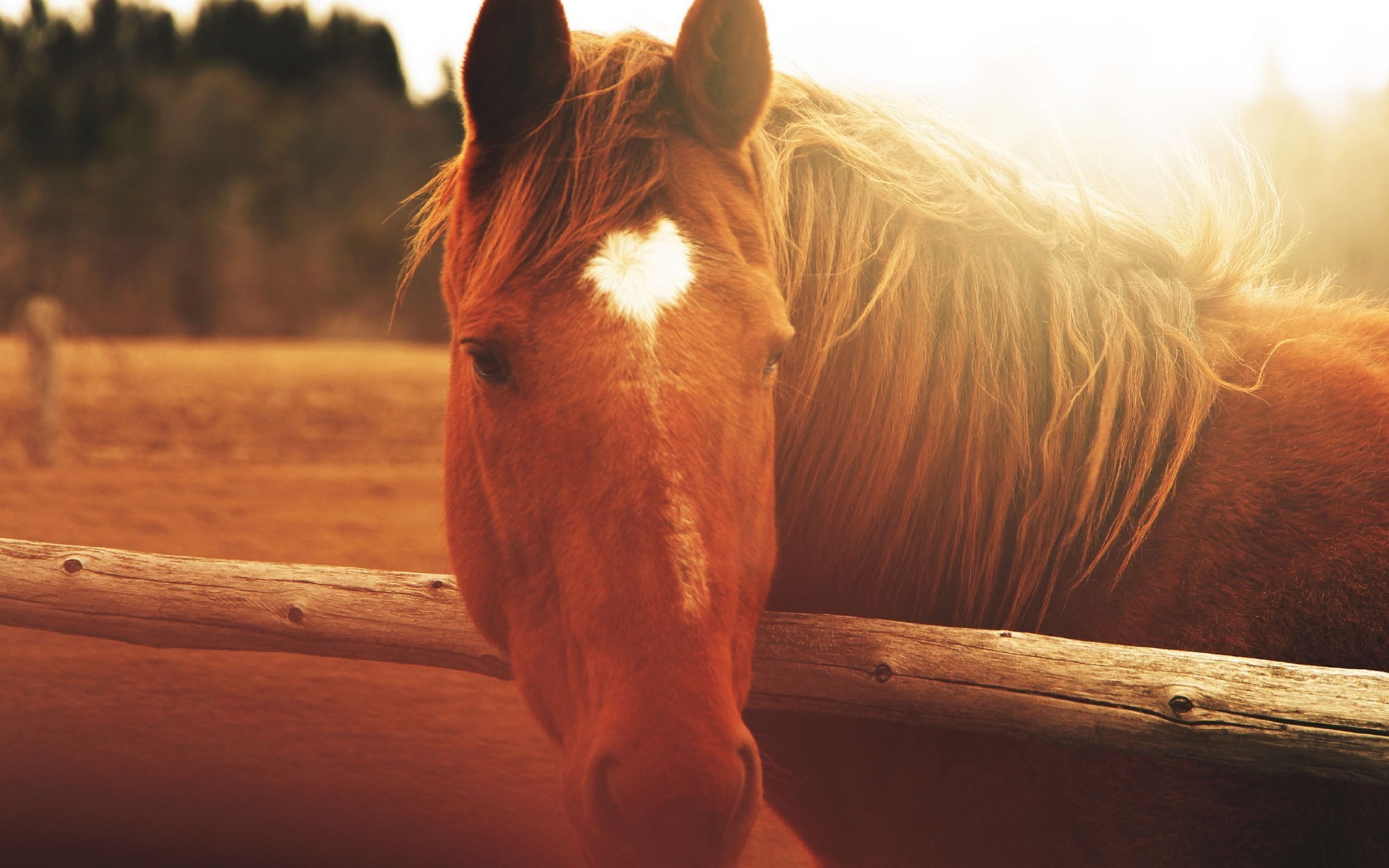 horse closeup blurred sunlight Wallpaper