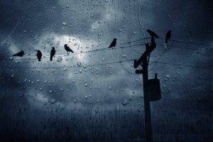 birds rain clouds power lines simple utility pole