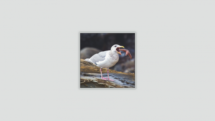 seagulls birds HD Wallpaper Desktop Background