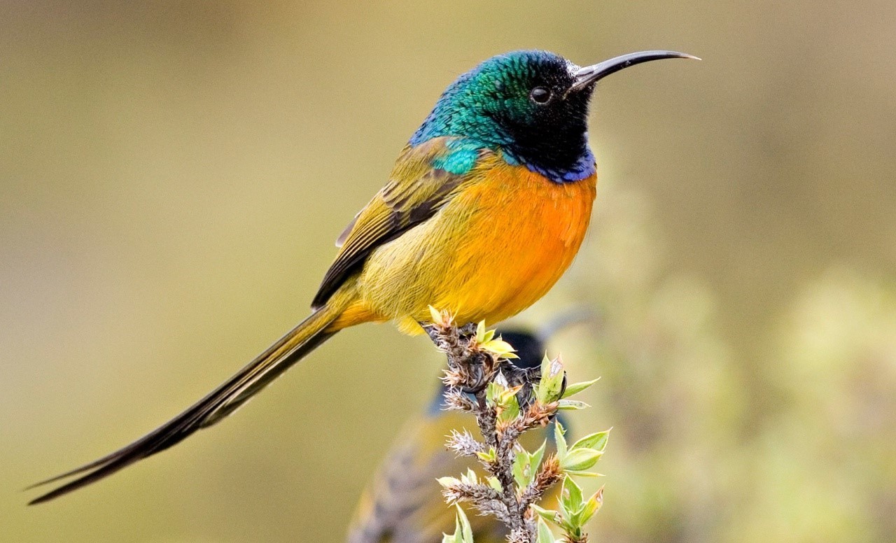 birds colorful sunbirds Wallpaper