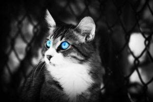 cat selective coloring