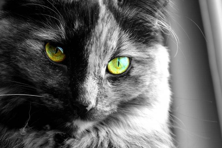 cat eyes selective coloring HD Wallpaper Desktop Background