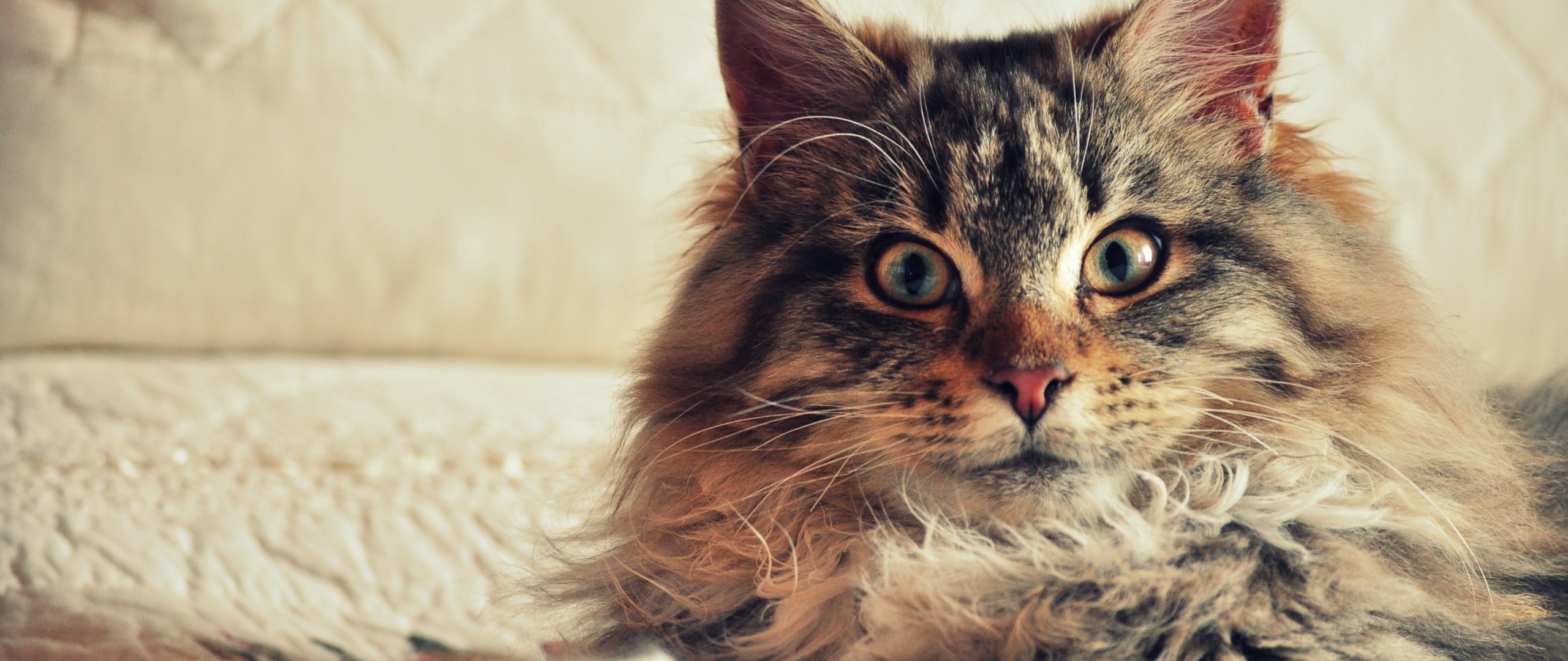 cat maine coon Wallpaper