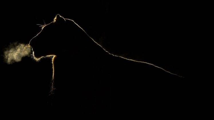 big cats lion outline silhouette HD Wallpaper Desktop Background