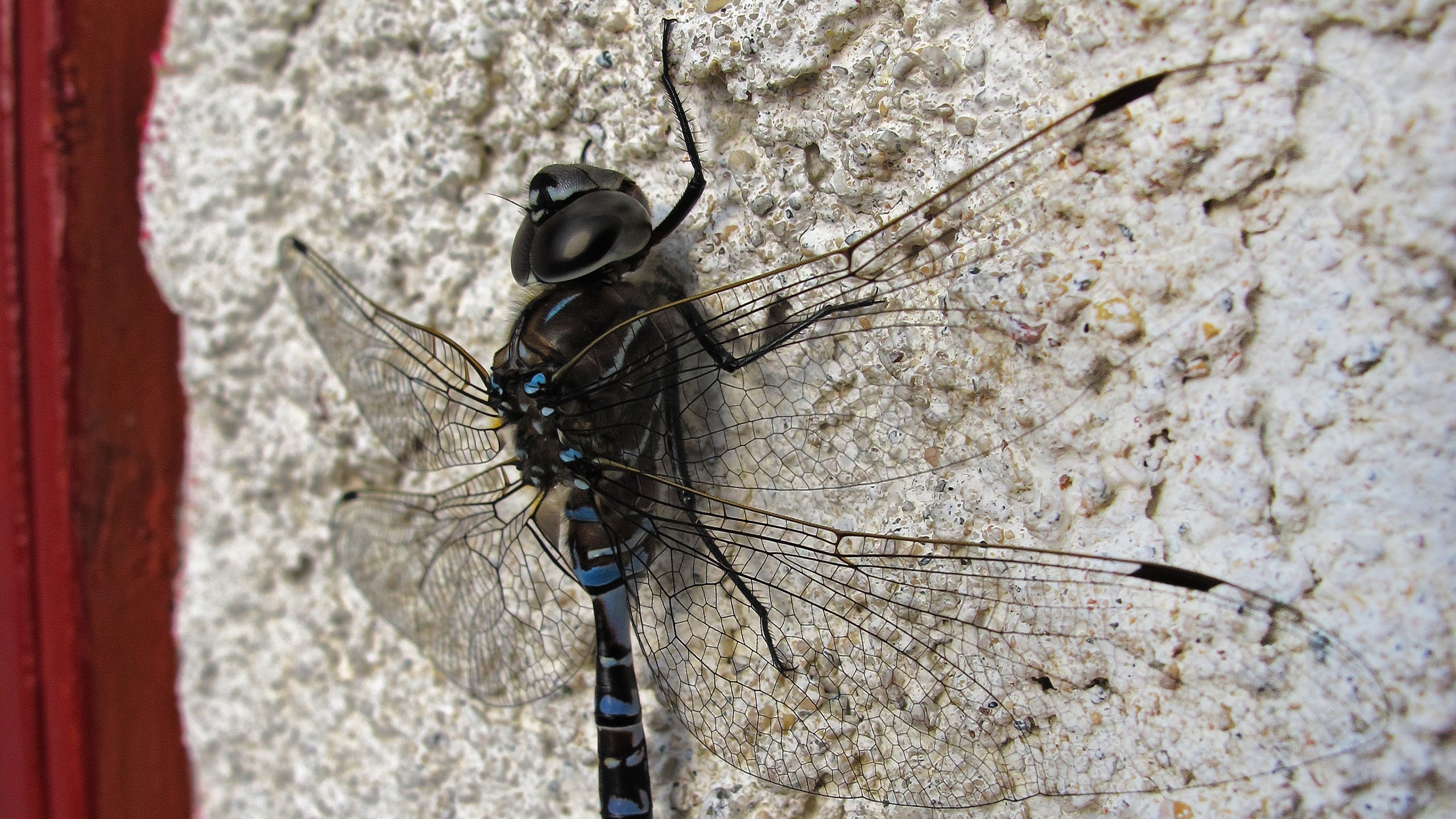 dragonflies insect macro depth of field Wallpaper