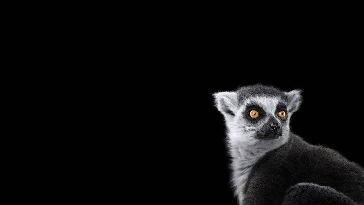 photography mammals monkeys simple background HD Wallpaper Desktop Background