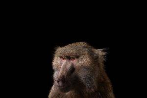 photography mammals monkeys simple background