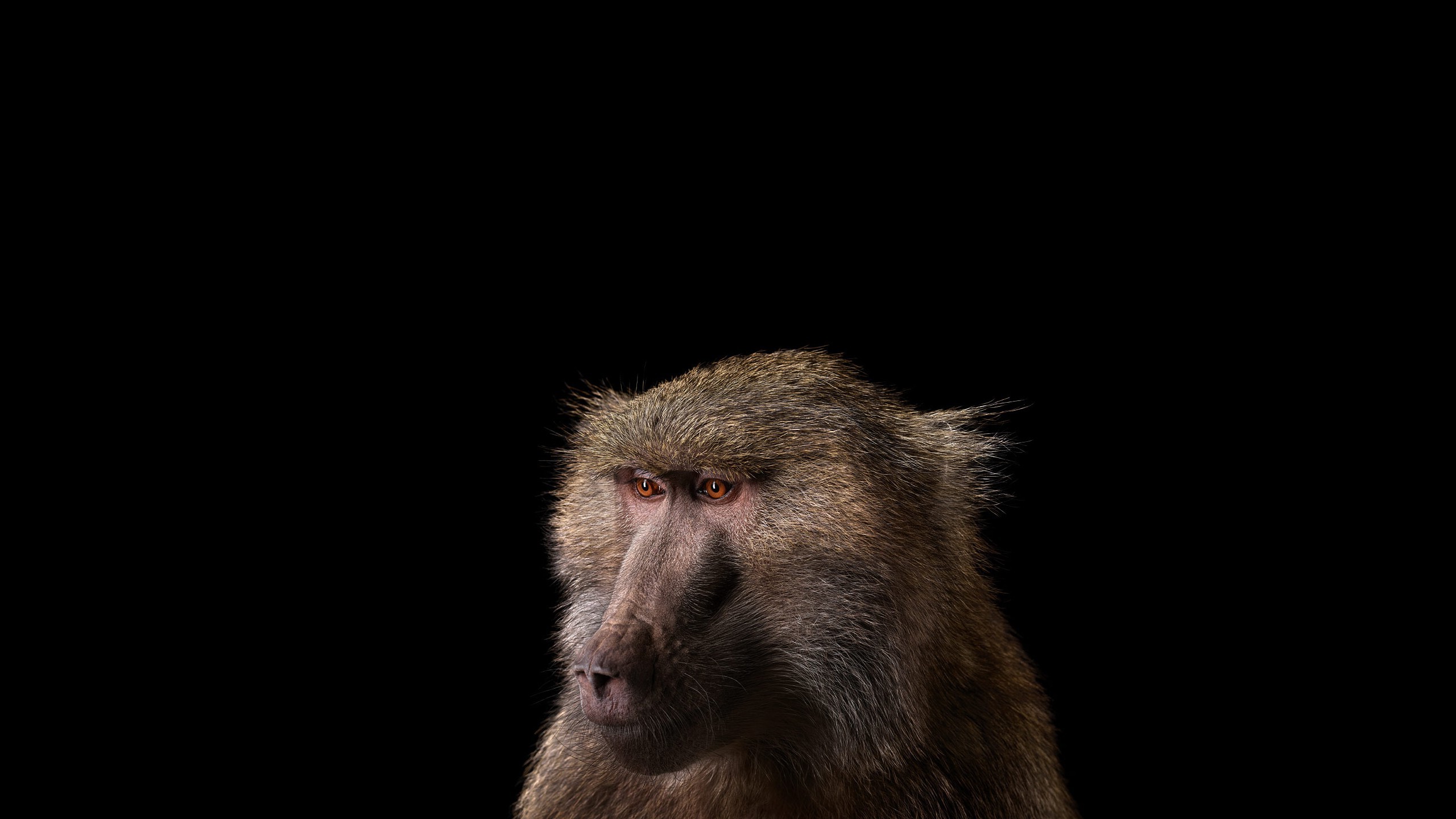 photography mammals monkeys simple background Wallpaper